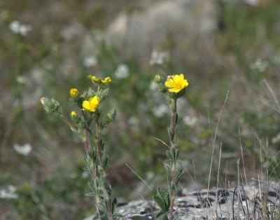 Прикрепленное изображение: zflIMGP6441.jpg